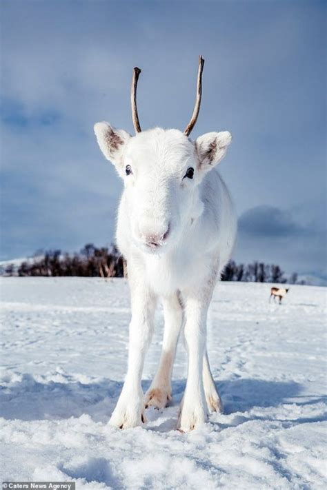baby reindeer photos